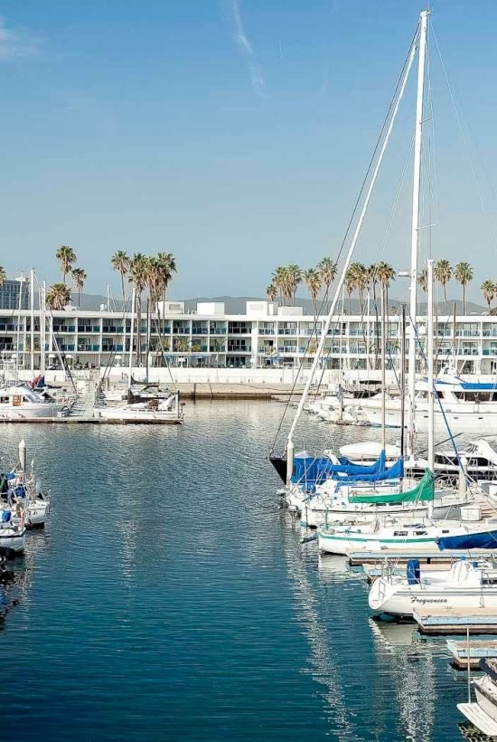 A sunny marina packed with sailboats and yachts, palm trees and high-rise buildings lining the shore under a blue sky.