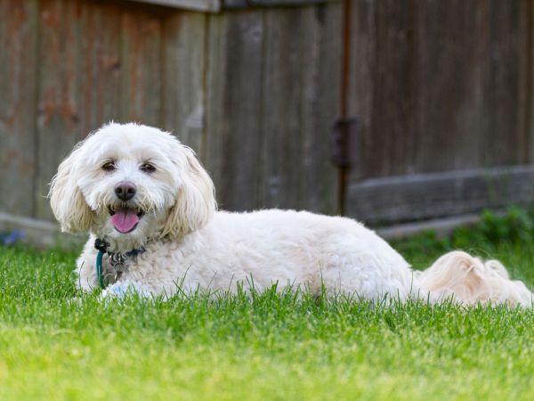 A fluffy white dog with a blue collar lies on the grass, panting happily in a backyard.