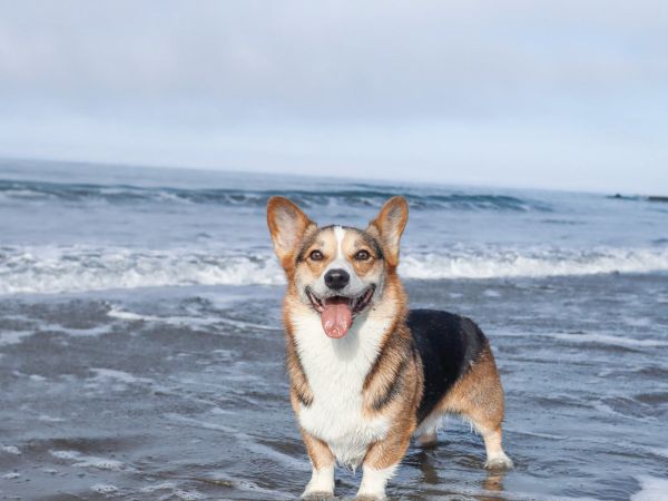 A happy corgi dog stands in ocean waves on a beach under a clear sky.