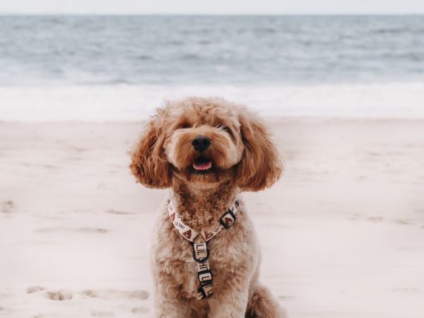 A fluffy tan-and-white dog sits on a sandy beach with the ocean behind it, wearing a collar and leash.