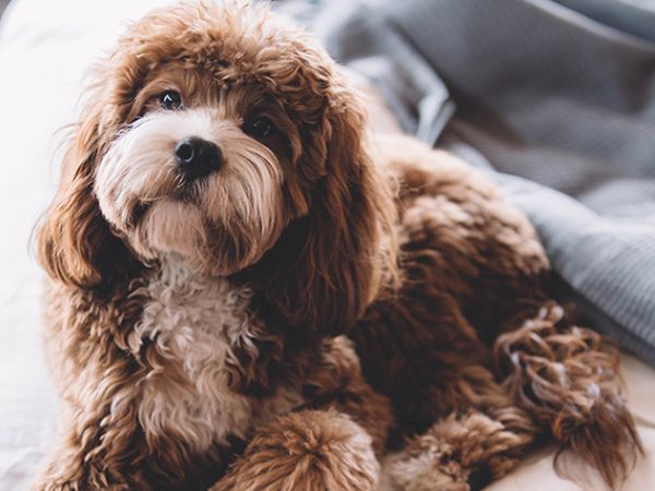 A fluffy brown-and-white puppy lying on a sofa, looking at the camera with big curious eyes.