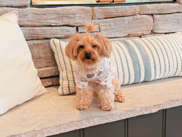 A small fluffy dog in a patterned shirt sits on a striped pillow on a stone ledge by a window.