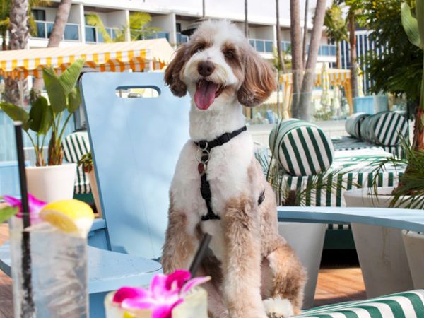 A fluffy brown-and-white dog wearing a collar sits on striped patio furniture outdoors by a pool.