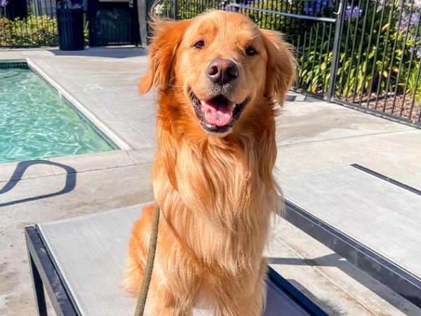 A golden retriever sits poolside on a sunny patio, tongue out, looking happy and ready to play!