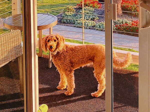 A curly-haired brown dog stands on a patio doorway, looking out at a sunny garden with flowers and trimmed hedges, happily.