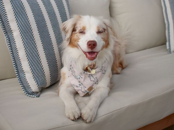 A fluffy white-and-brown dog lounges on a couch, wearing a bandana and collar with a tag, smiling at the camera.