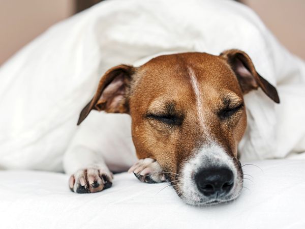 A brown-and-white dog is sleeping curled up on a white bed, eyes closed and paws relaxed.