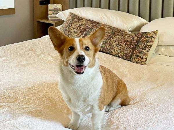 A corgi sits on a neatly made bed in a hotel room with pillows and curtains behind it.