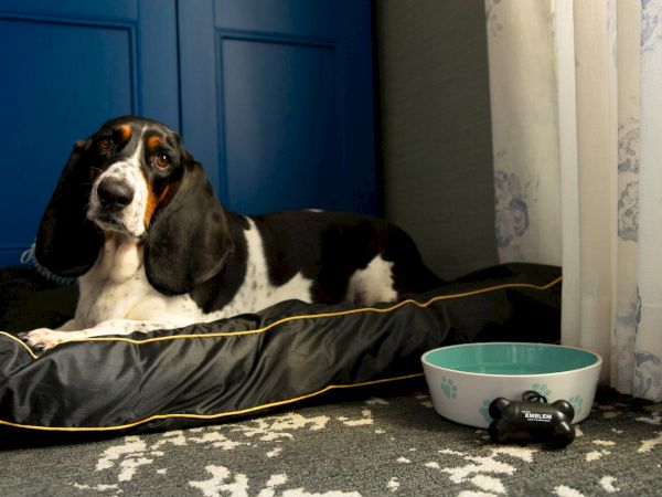 A black-and-white dog lounges on a bed with a water bowl nearby, looking toward the camera.