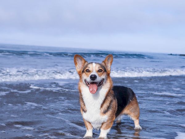 A corgi stands in the ocean surf, tongue out and smiling on a cloudy beach, with waves rolling in behind it.
