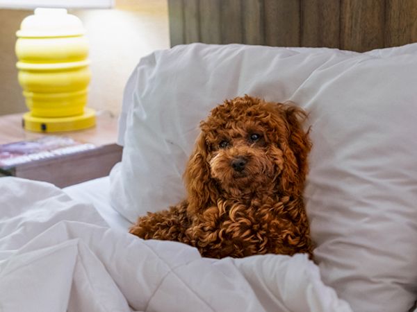 A small brown curly-haired puppy lies on a white bed, with a warm bedside lamp nearby.