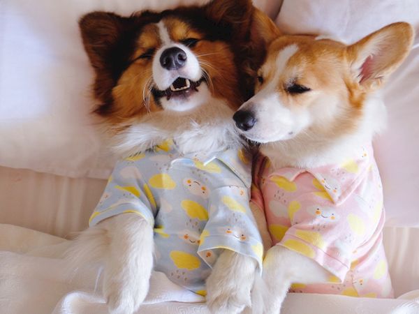 Two corgi puppies in colorful pajamas cuddle on a couch, napping together.