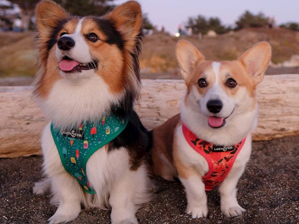 Two corgi dogs wearing festive bandanas sit on a rocky beach at sunset.
