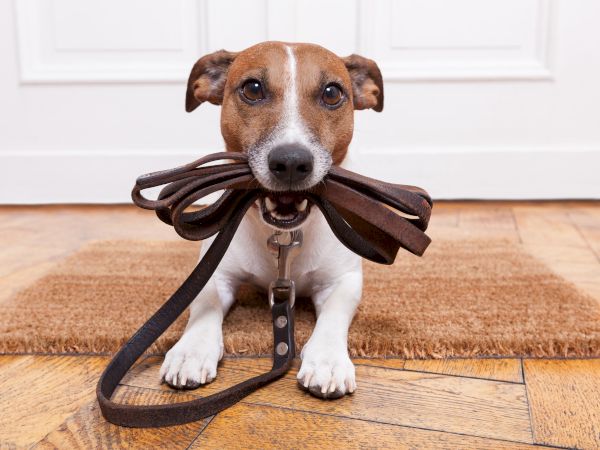A brown-and-white dog sits indoors, mouth open, wearing a leather harness/muzzle with loops like a quirky prop.