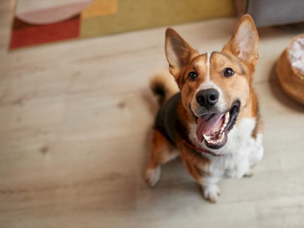 A cheerful brown-and-white dog pants toward the camera indoors, with a cozy blanket and couch cushions blurred in the background.