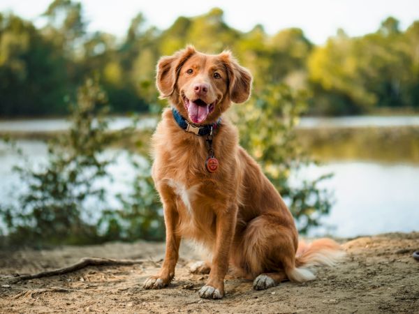 A golden retriever mix sits by a riverbank, tongue out and wearing a blue collar tag in sunny greenery.