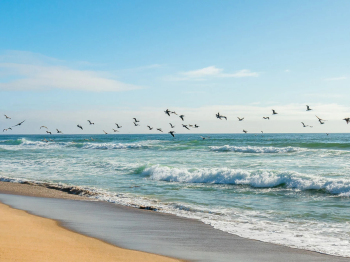A flock of birds flies over a sandy beach as ocean waves roll in under a blue sky.