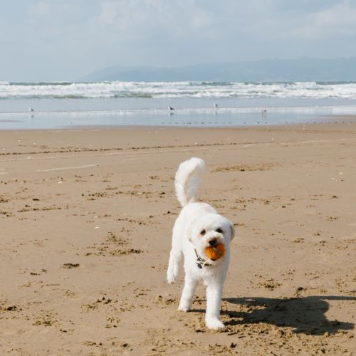 A small white dog trots on a sandy beach with a ball, with waves and distant mountains under a cloudy blue sky.