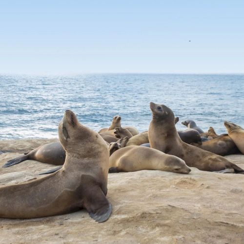 A group of seals lounges on a sandy shoreline by the ocean while a seagull stands nearby.