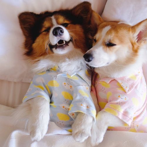 A trio of sleepy puppies cuddles on a couch, wrapped in cozy pastel pajamas, soaking up warm affection.